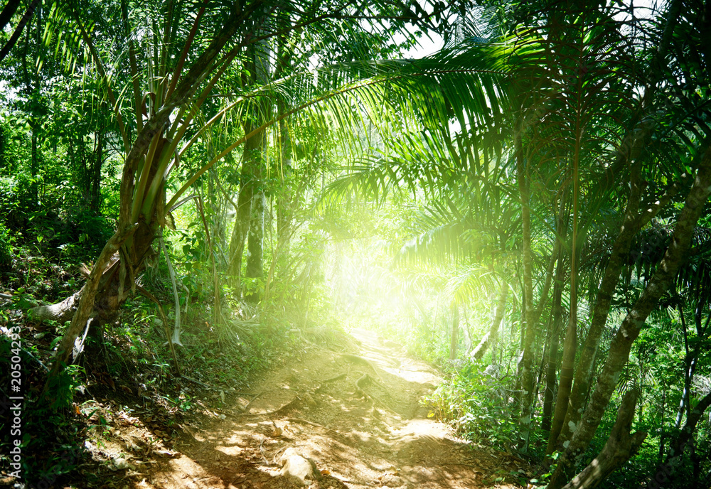 Naklejka premium ground road in jungle of Dominican