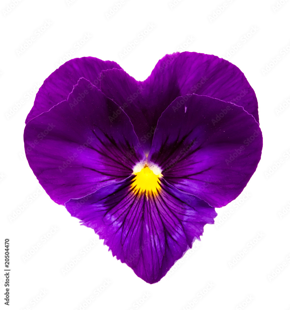 Viola/Pansy Series Viola/Pansy Series