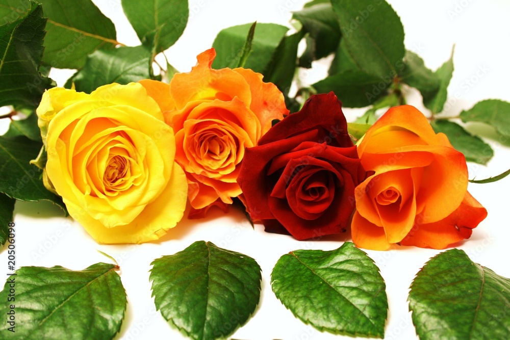 Fototapeta premium vier schöne Rosen