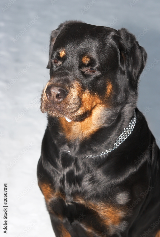 Female of a dog of breed a Rottweiler against snow. 6 years Female of a dog of breed a Rottweiler against snow. 6 years