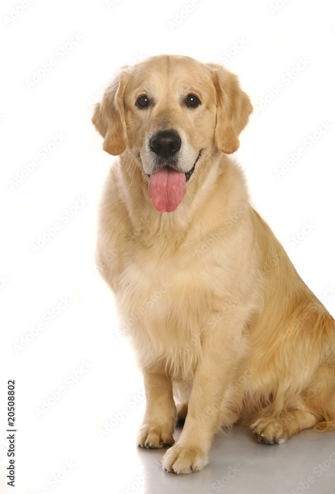 Golden retriever poising on studio. Isolated on white.