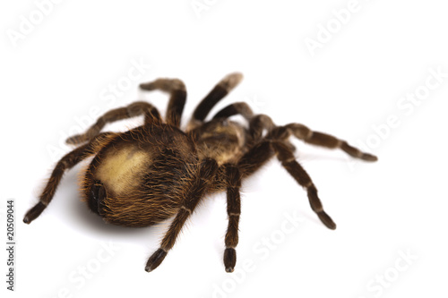 Beautiful spider isolated on white background