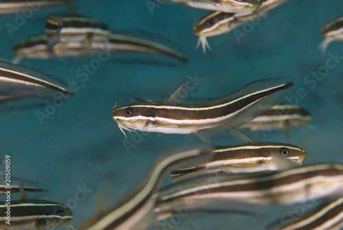A close up shot of the extremly poisonous Striped eel catfish (P