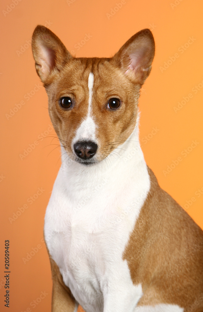 Basenji of a orange background Basenji of a orange background