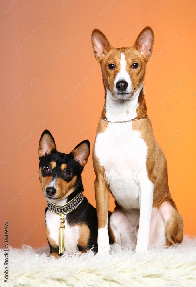 Two basenji poising in studio Two basenji poising in studio