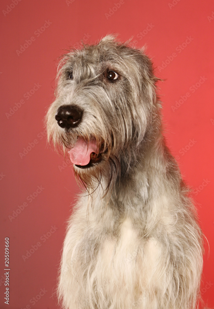 Irish  wolfhound of a red background