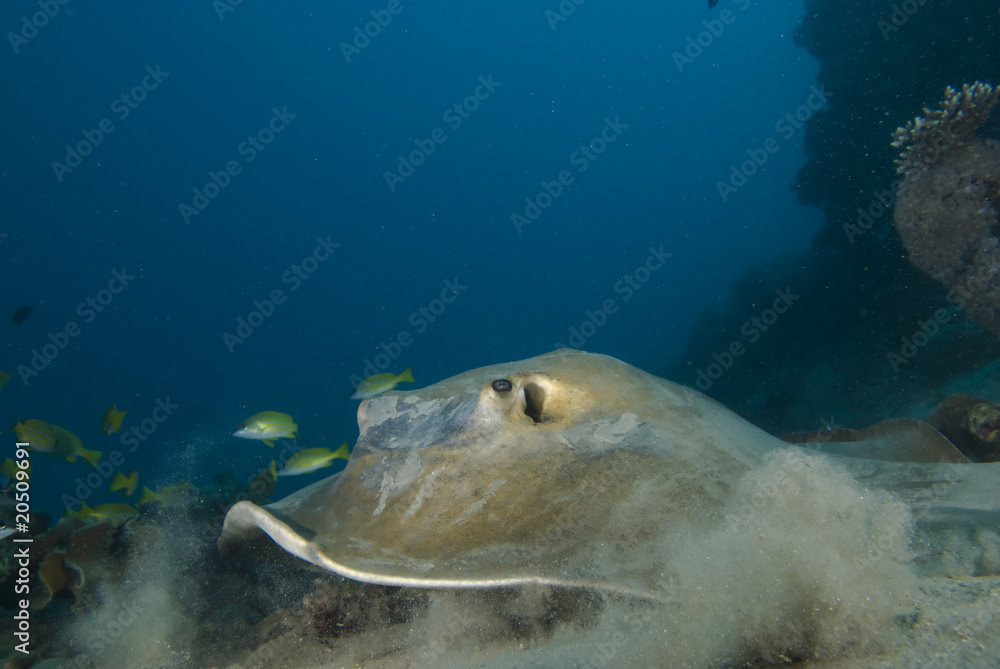 Obraz premium Front view of Feathertail stingray (Pastinachus sephen)