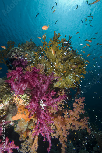 Fototapeta Naklejka Na Ścianę i Meble -  Colorful tropical reef scene with floral like soft corals