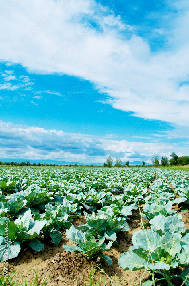Many rows of green cabbage Many rows of green cabbage