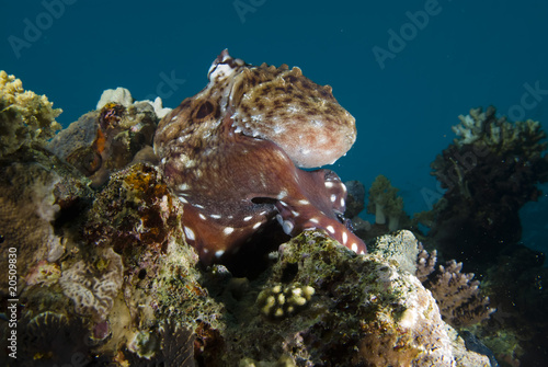 Reef octopus  Octopus cyaneus 