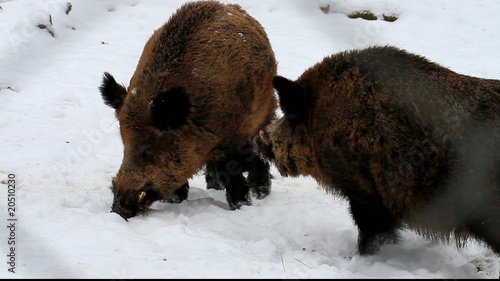 Wildschweine photo