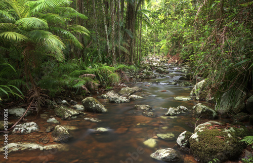 Rocky rainforest stream with palm trees