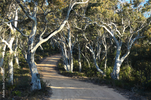 Winding road through the forest