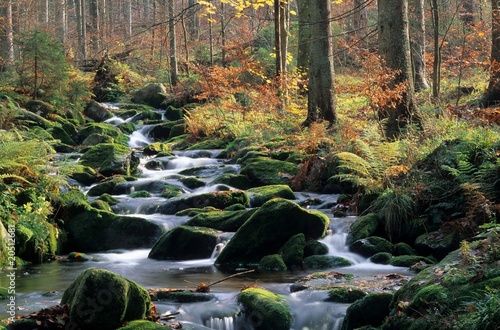 Kleine Ohe Nationalpark Bayerischer Wald