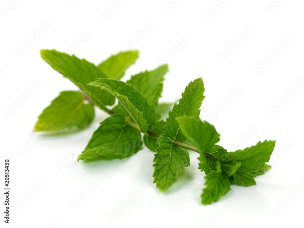 Mint Leaves Mint Leaves