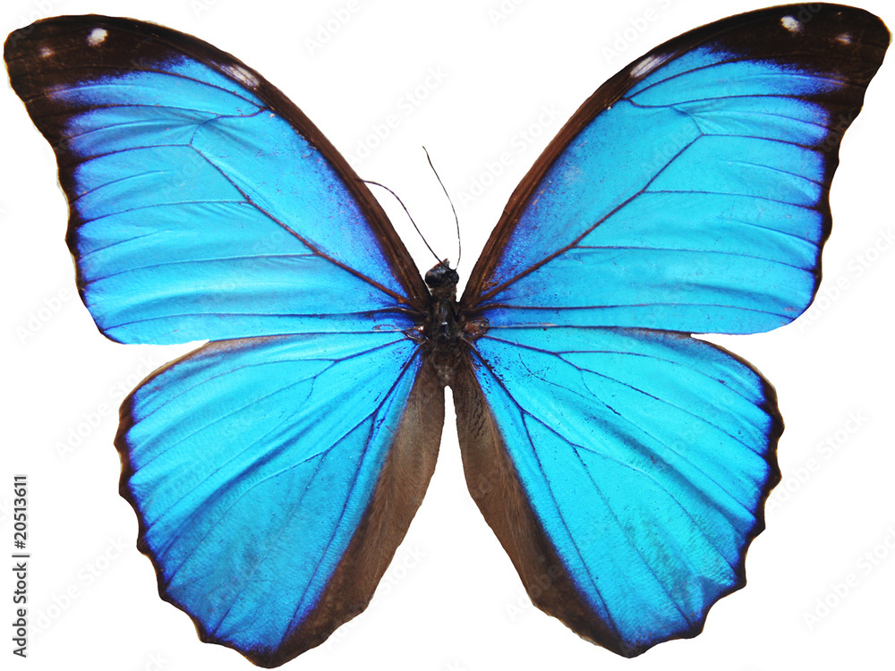 Naklejka premium niebieski motyl