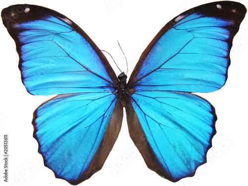 blue butterfly photo