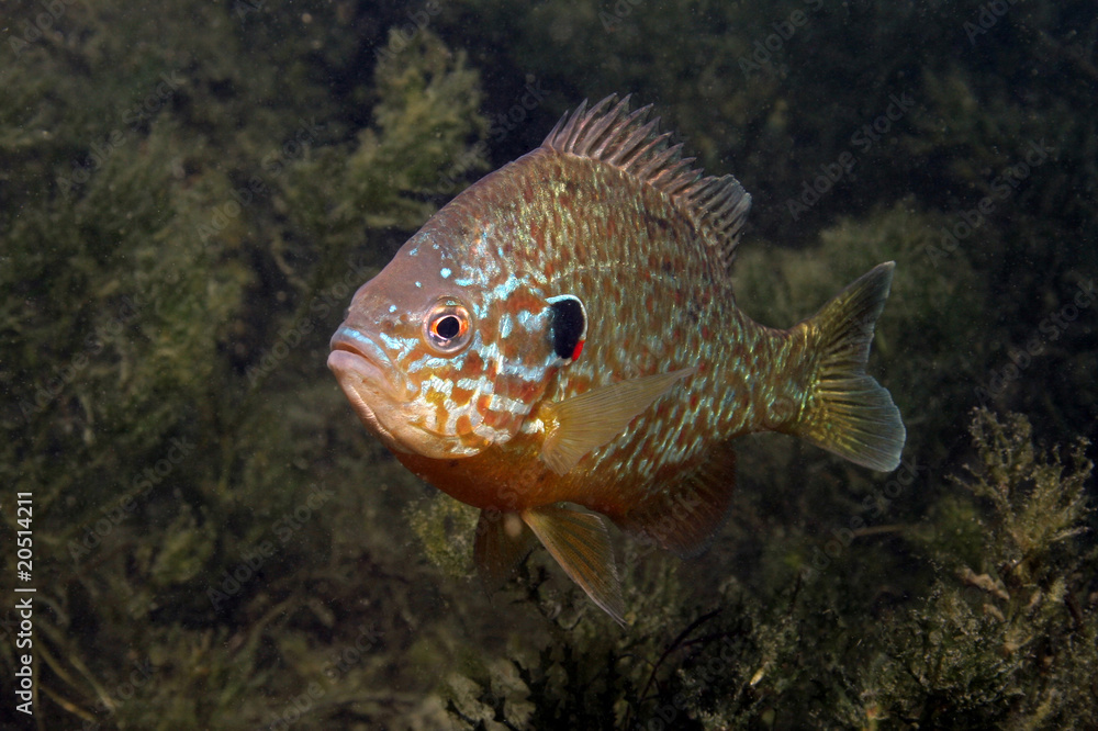 Naklejka premium Sonnenbarsch