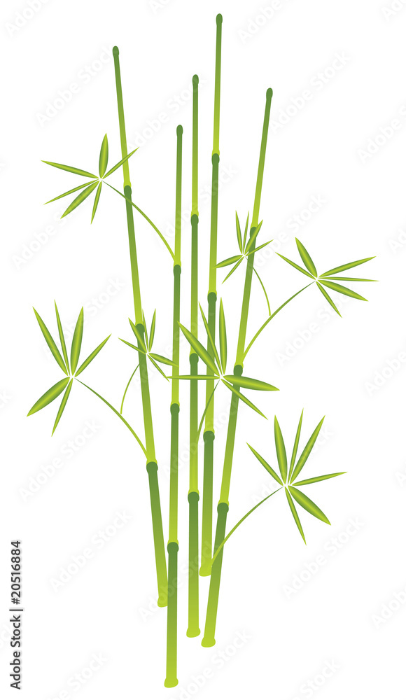 Obraz premium bamboo, vector illustration