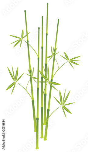 bamboo  vector illustration