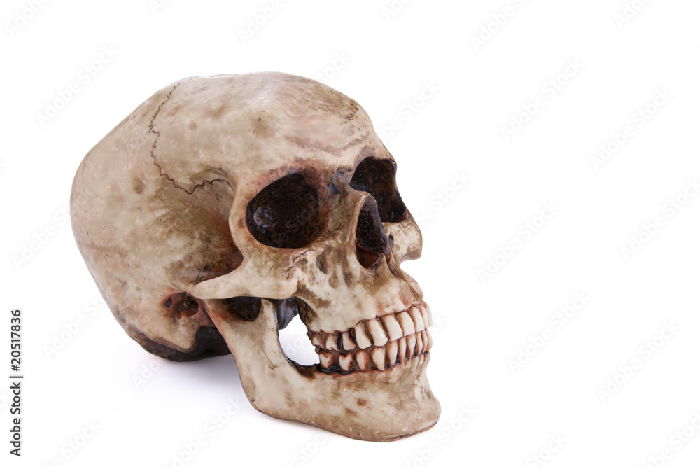 Naklejka premium Human Skull