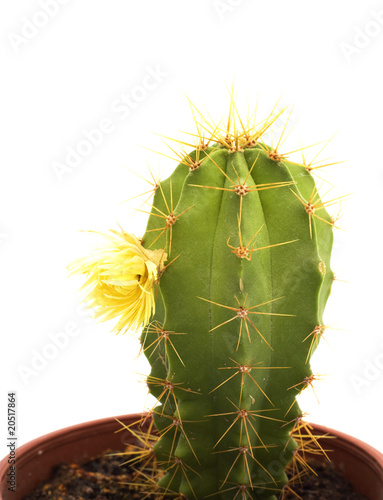 cactus with flowers, isolated on white