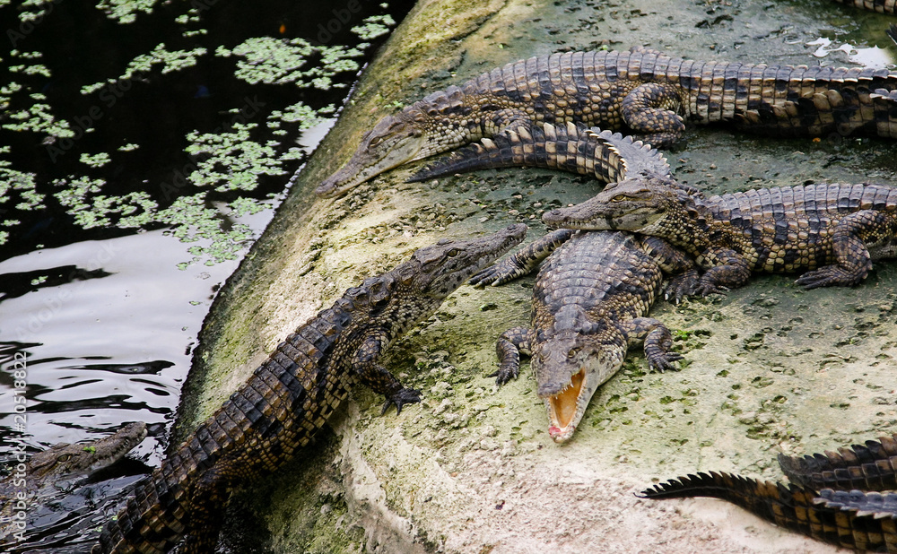 Naklejka premium crocodiles