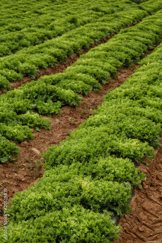 Lettuce plantation Lettuce plantation