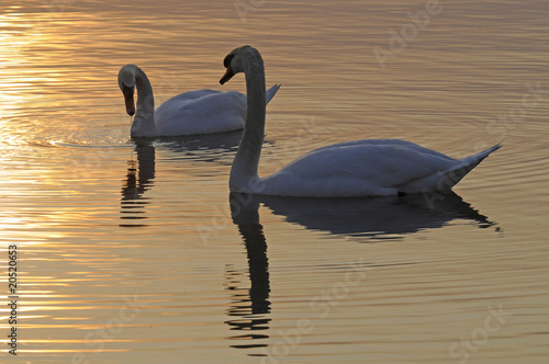 Schwan bei Sonnenuntergang