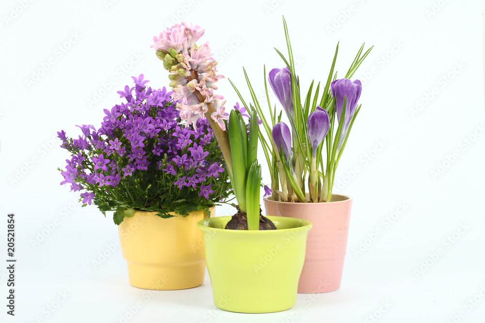 Frühlingsblumen Frühlingsblumen