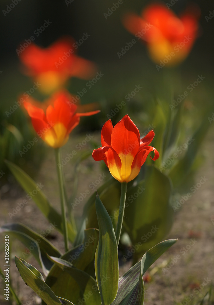 Yellow - Red tulips