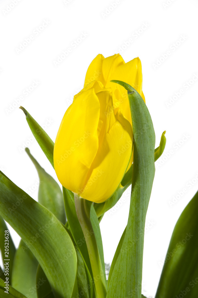 flower flower