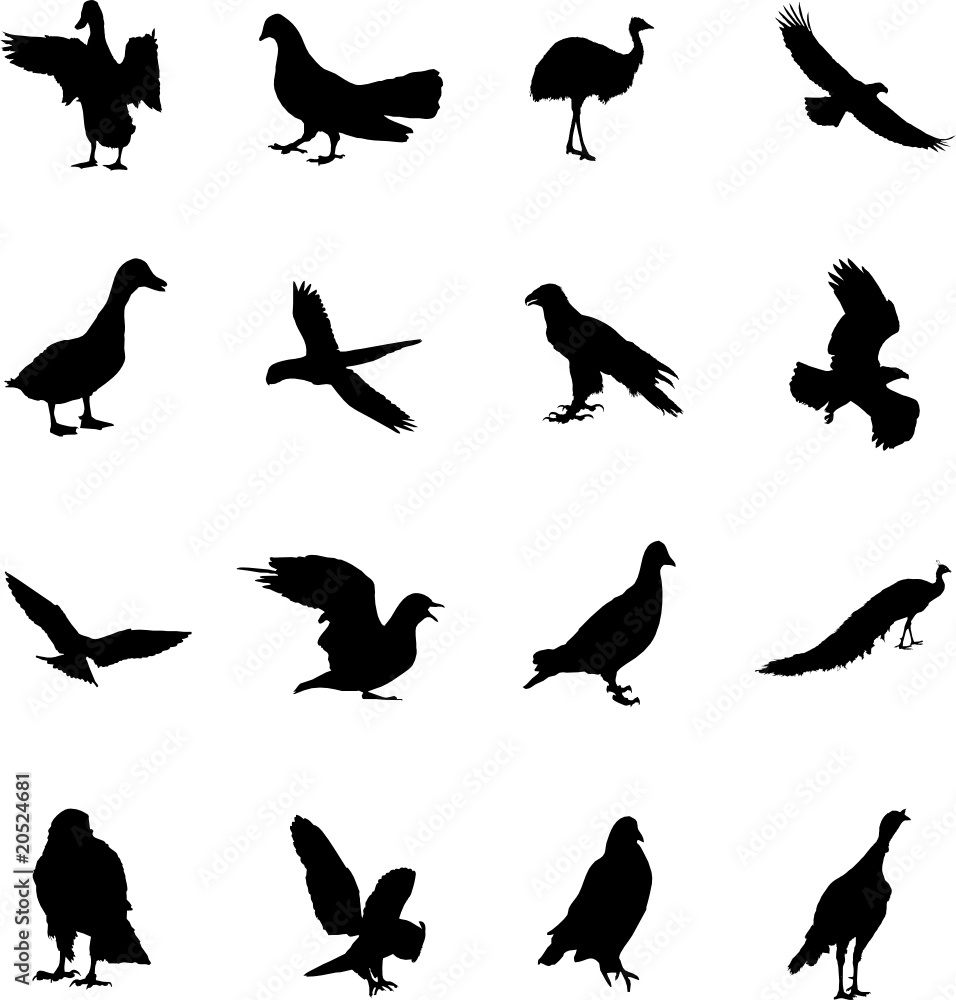 Obraz premium Set Birds