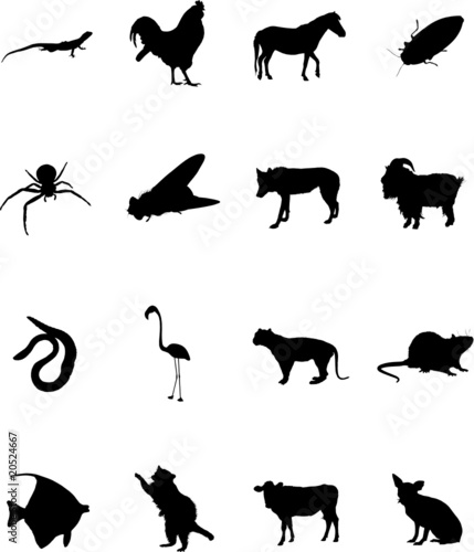 Animals