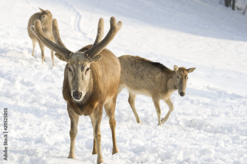 dammwild im winter dammwild im winter