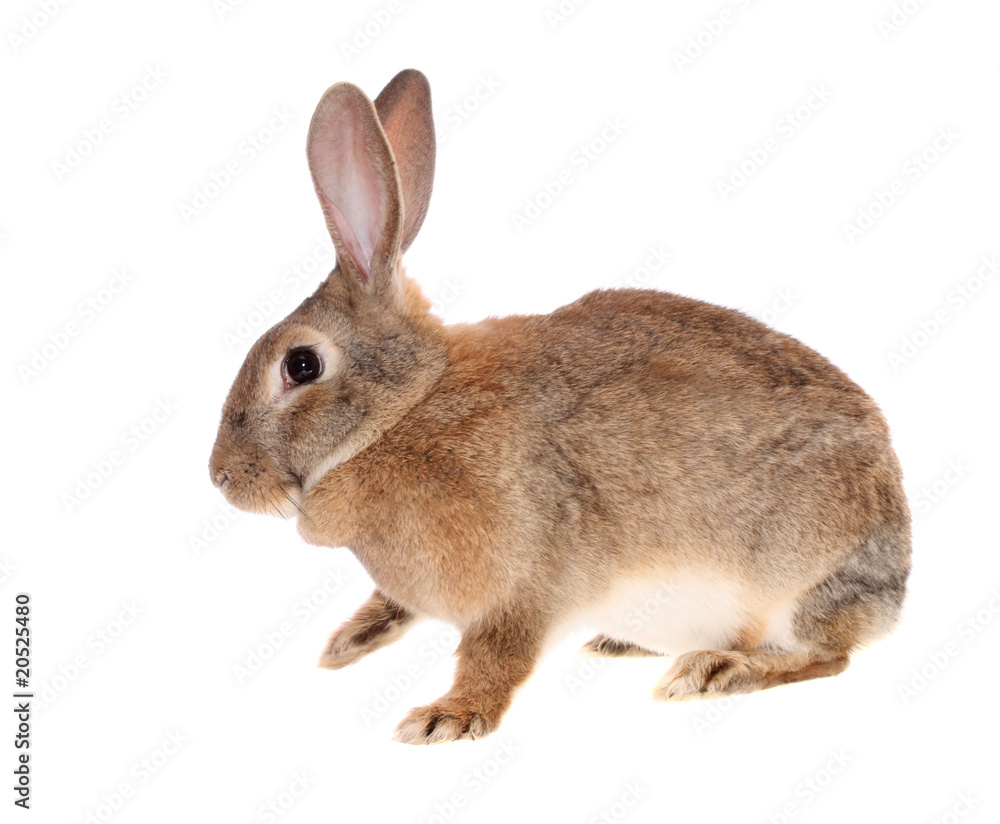 brown rabbit