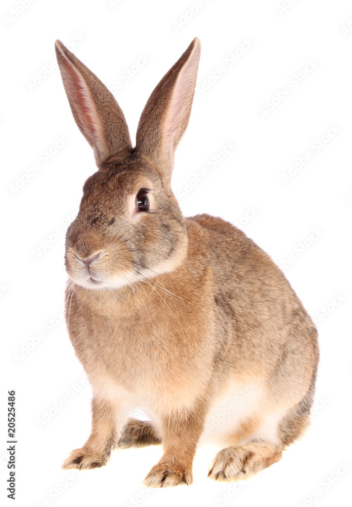 Obraz premium rabbit, isolated.