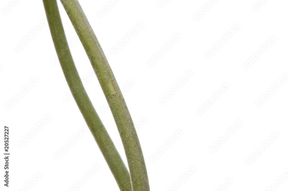 Natural Green Stem Background Natural Green Stem Background
