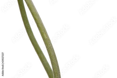 Natural Green Stem Background