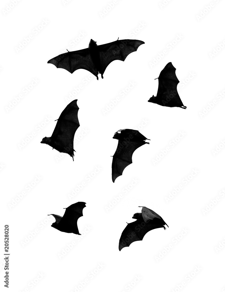 Fototapeta premium bats