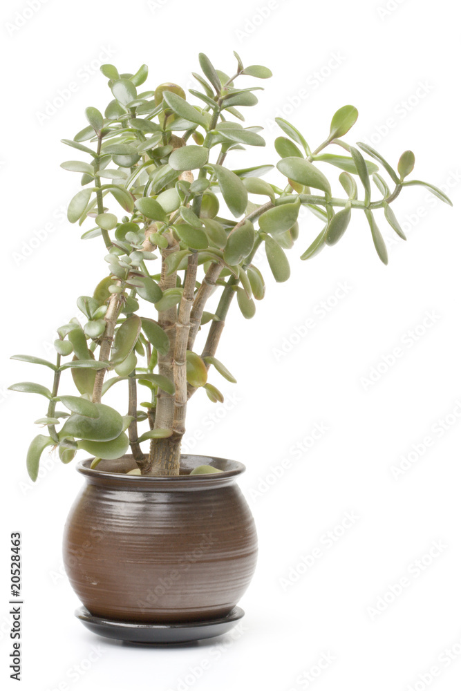 Fototapeta premium money tree