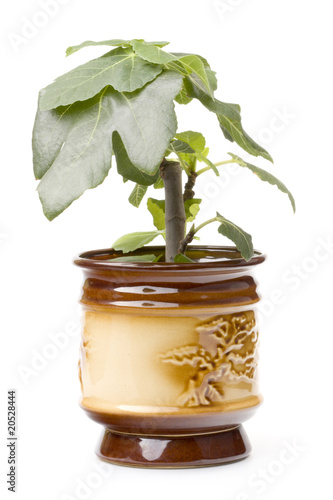 fig three ficus carica