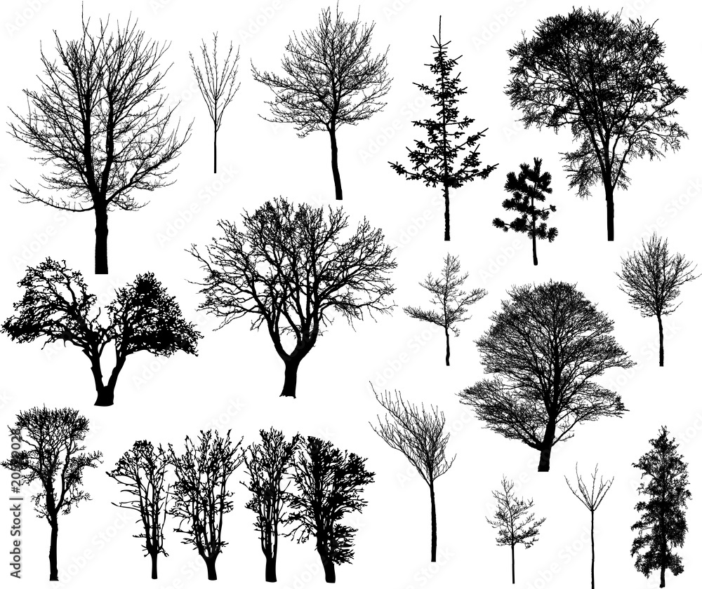 Fototapeta premium Beautiful winter tree silhouettes, highly detailed.