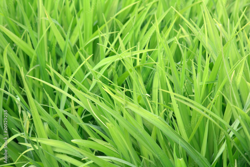 green grass green grass