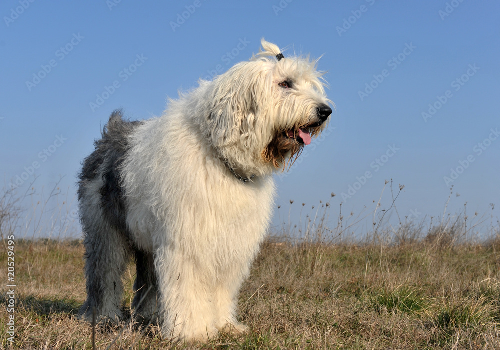 bobtail bobtail