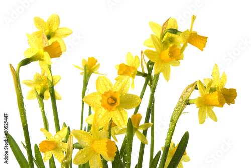 daffodils isolated