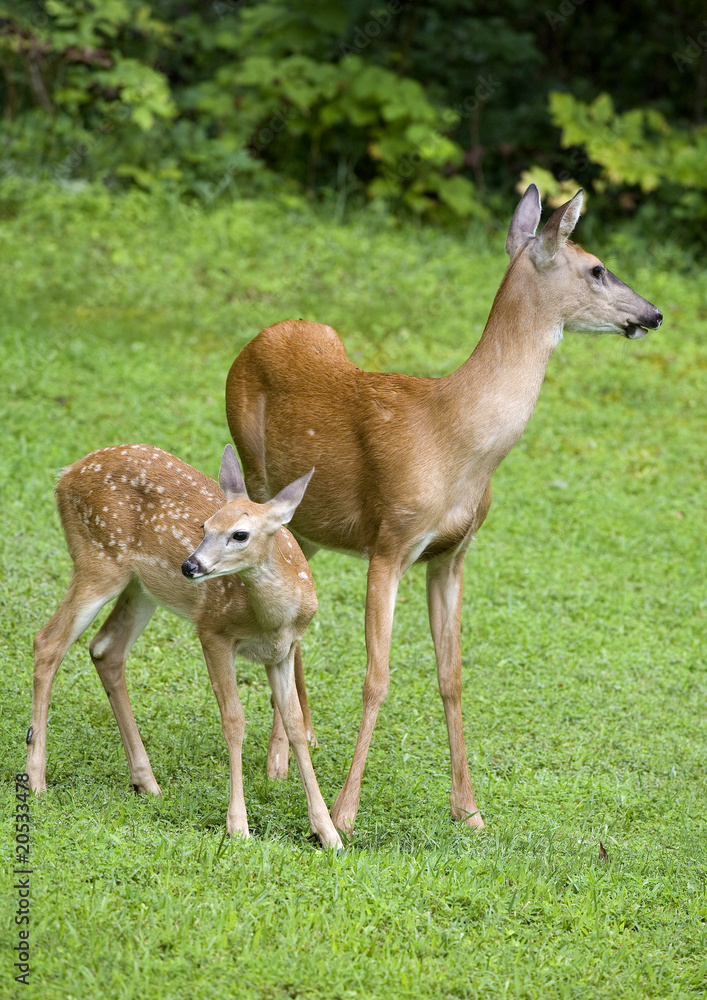 whitetail deer mother and child on a grassy area with forest behind and the fawn still has spots whitetail deer mother and child on a grassy area with forest behind and the fawn still has spots