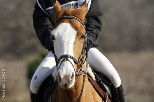 Equitation Fototapeta