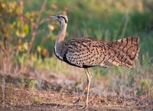 Black-bellied bustard