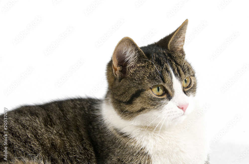 Fototapeta premium cat